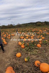 stellerstory-pumpkinpatch