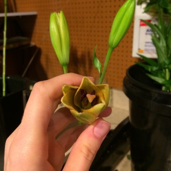 destaminating lilies