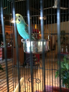 This little bird is one of many in the shop!