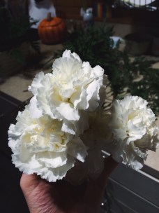 white carnations